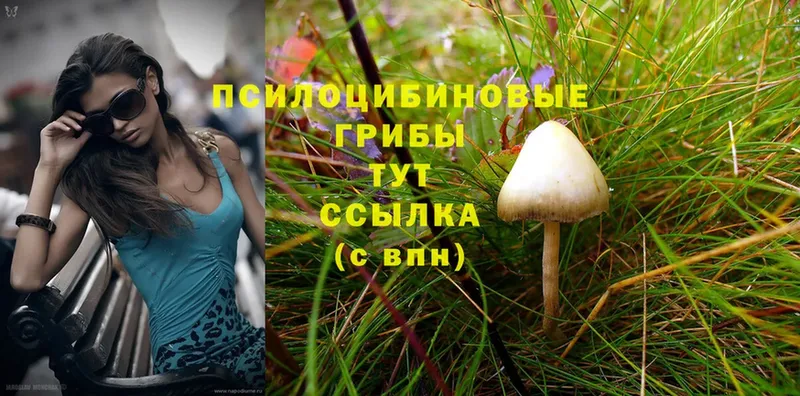 Галлюциногенные грибы Magic Shrooms Каргат